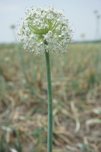 a white flower with a green stem and white flowers in the background