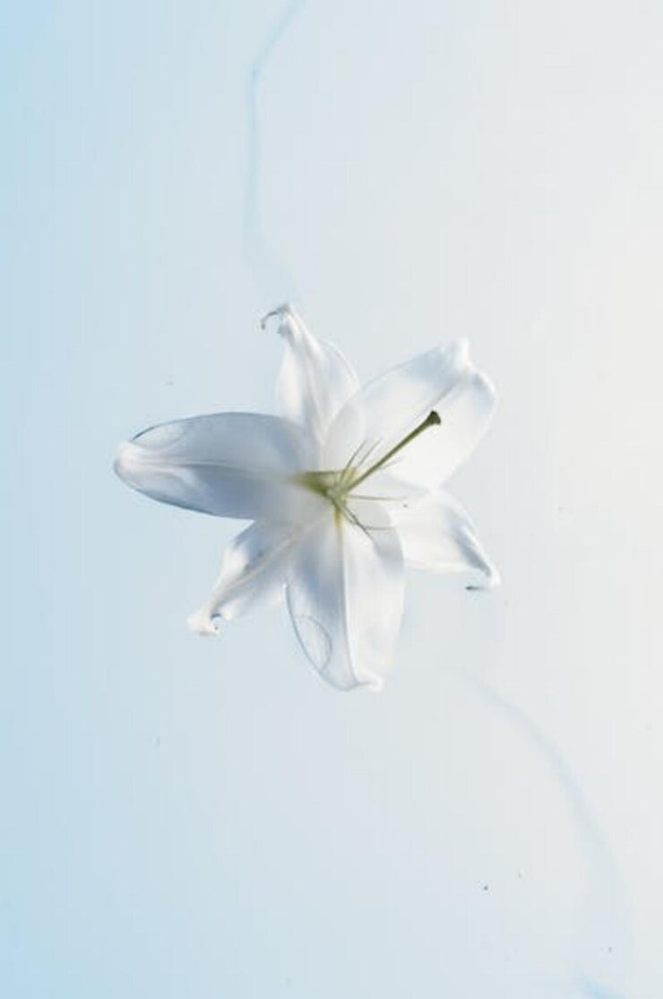 Photo 녹색 줄기를 가진 흰 꽃