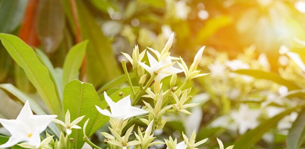 White flower with orange light