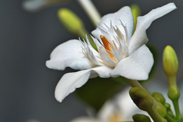 white flower with orange and white petals against a gray background