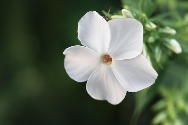 White flower with petals in the garden closeup