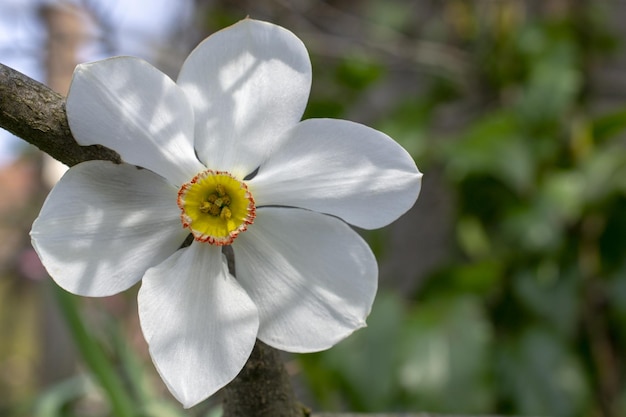 Белый цветок с красным кольцом в центре.