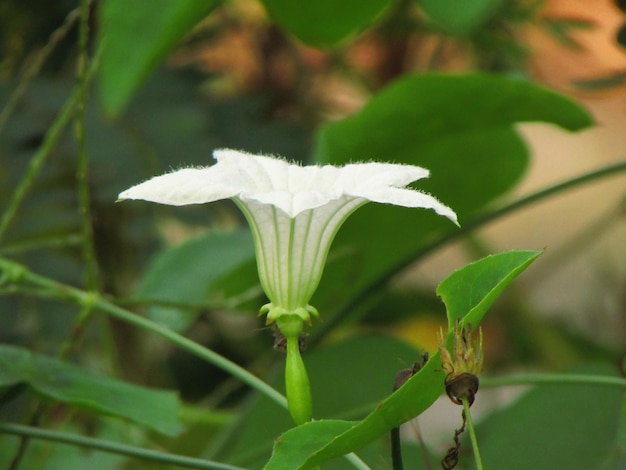 Foto fiore bianco con morbida striscia verde