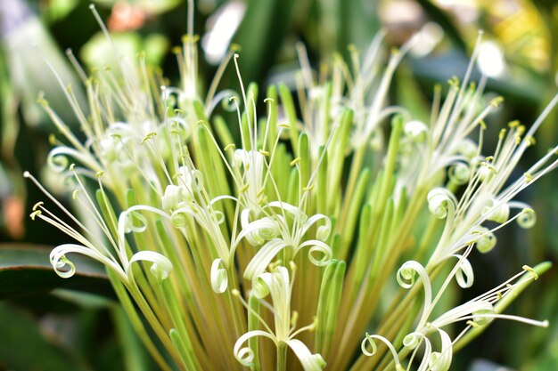 Foto fiore bianco con petali sottili e contorti fiore tropicale