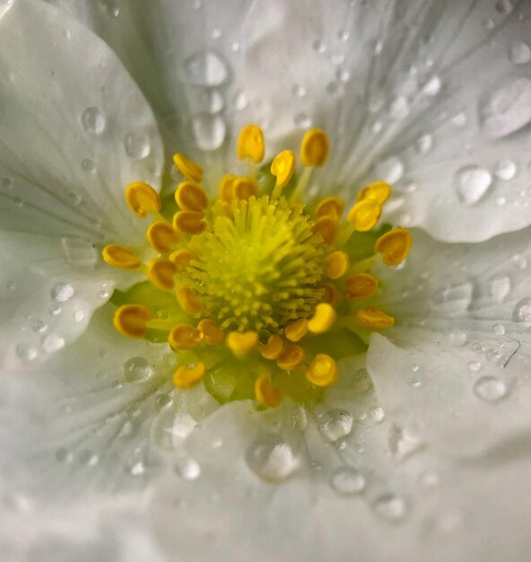 a white flower with water drops on it