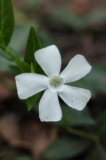 Photo a white flower with a white center that says  wild