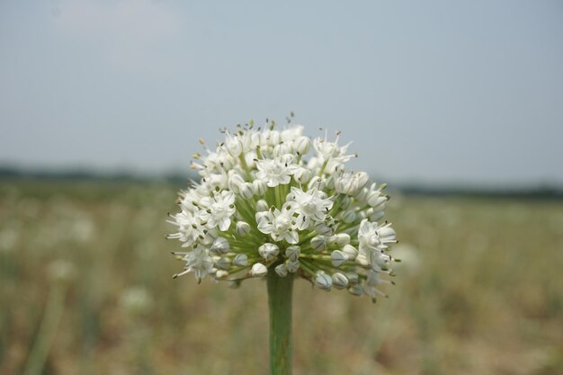 Foto un fiore bianco con i petali bianchi dei petali