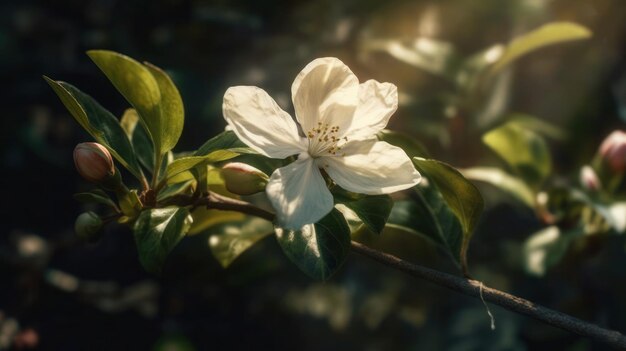 A white flower with the word apple on it