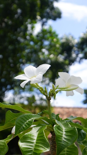 A white flower with the word jasmine on it