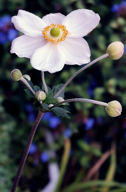 a white flower with yellow buds on it