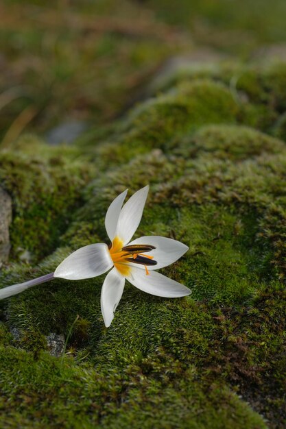 Foto un fiore bianco con un centro giallo e stami neri su una roccia coperta di muschio.