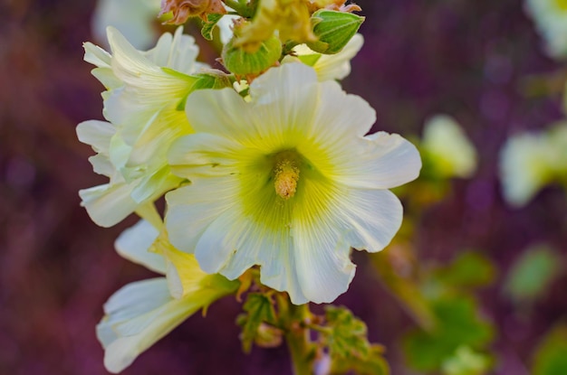 A white flower with a yellow center and a green center.