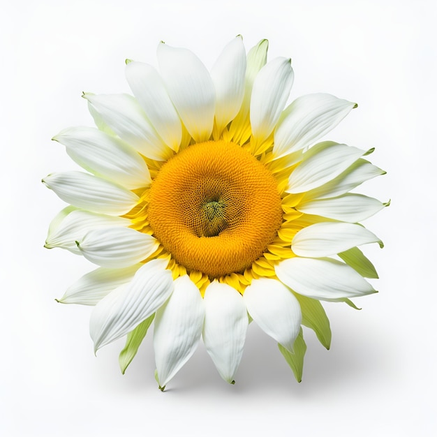 A white flower with a yellow center and a green center.