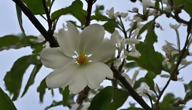 Photo a white flower with the yellow center is blooming