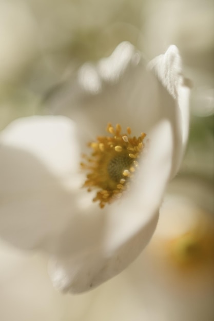 A white flower with the yellow center is in focus.