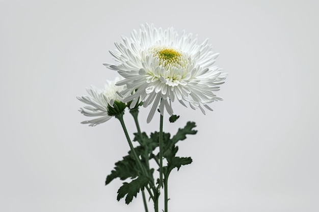 A white flower with a yellow center is in front of a white background.