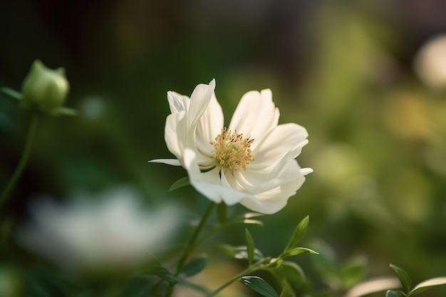 A white flower with a yellow center is surrounded by green leaves.