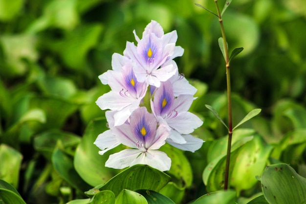 A white flower with a yellow center is surrounded by green leaves.