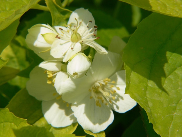 A white flower with a yellow center is surrounded by green leaves.