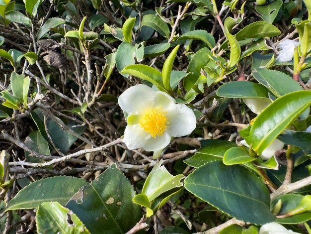A white flower with a yellow center is surrounded by leaves.