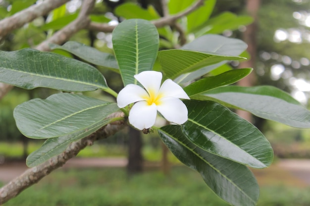 A white flower with yellow center is on a tree branch.