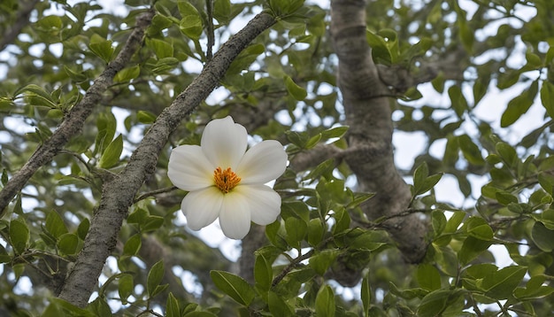 Photo a white flower with yellow center is on a tree branch