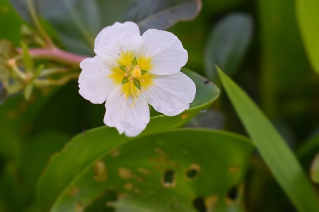 A white flower with yellow center and yellow center is surrounded by green leaves.