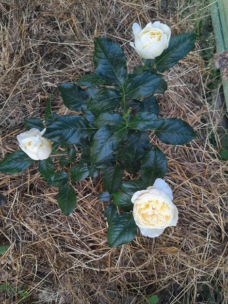 A white flower with yellow edges is shown in a garden.