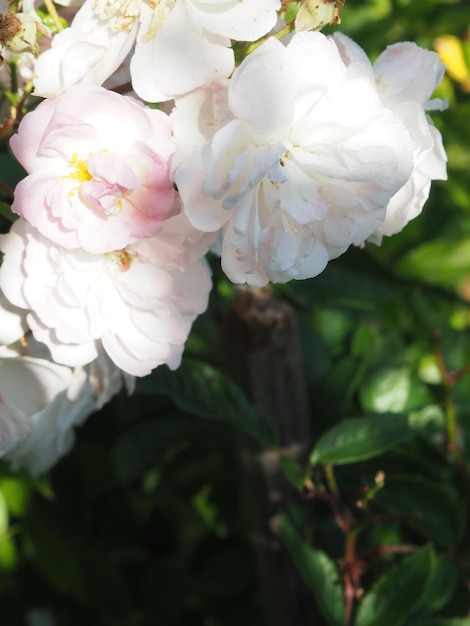 A white flower with a yellow spot on it