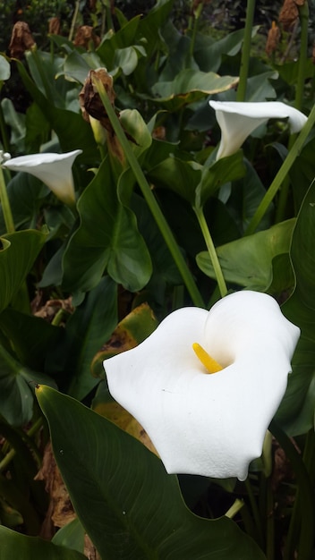 A white flower with a yellow stamen