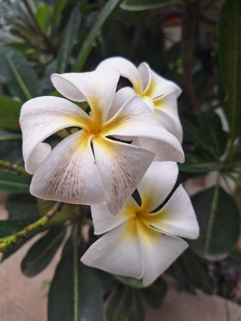 A white flower with yellow and white petals