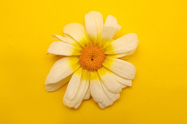 White flower on yellow background