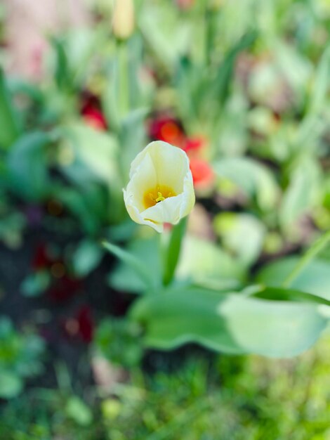 White flower