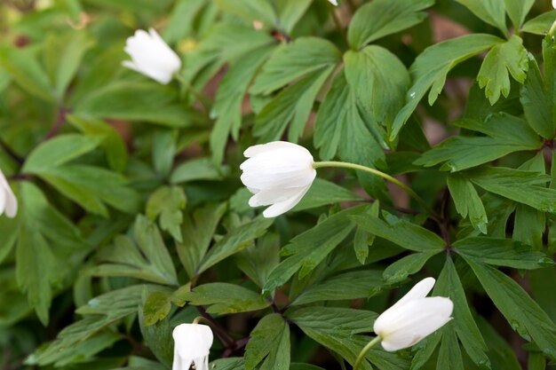 white flower   