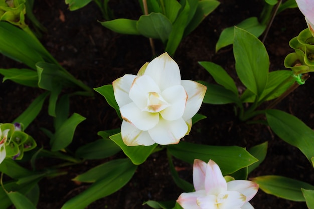 White flower 