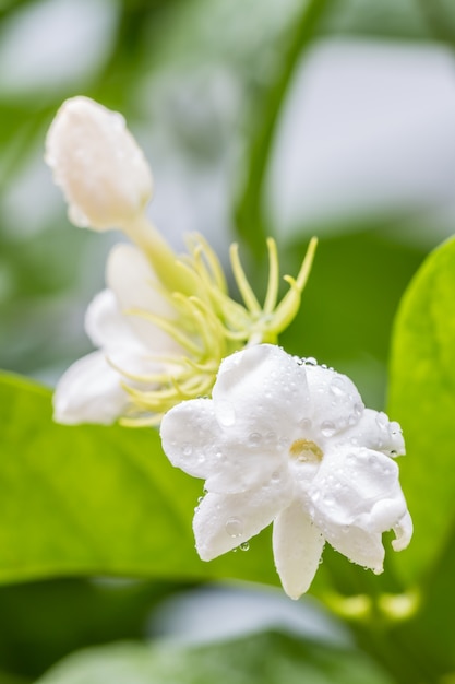 Foto fiore bianco