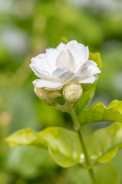 White flower