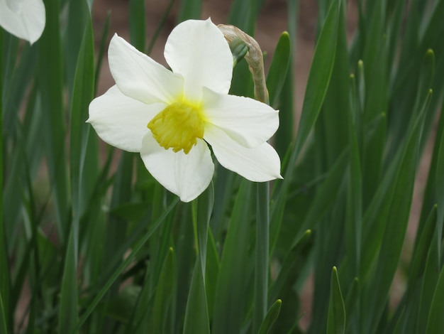 white Flower