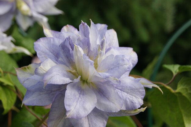 White flower