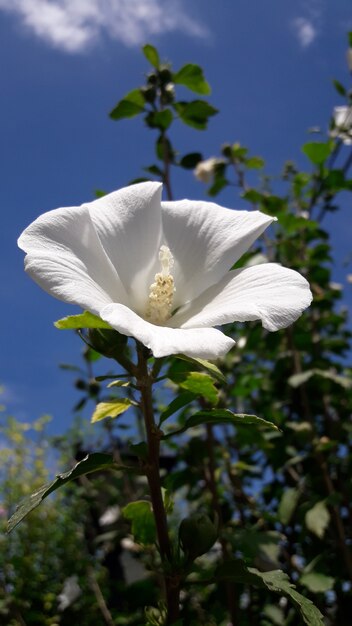 Photo white flower