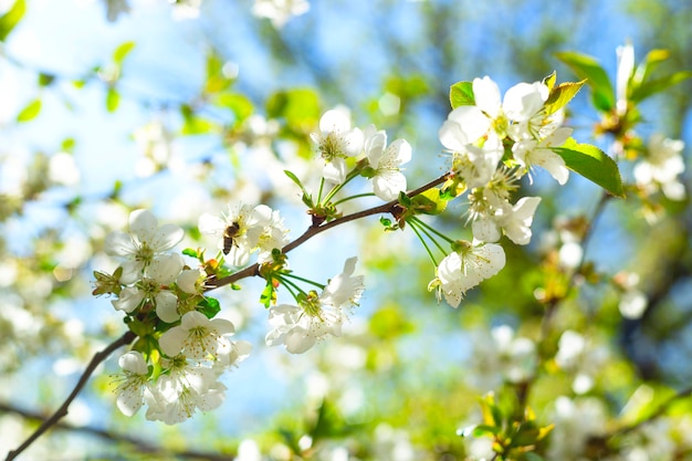 White flowering branches with green leaves