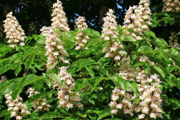 White flowering chestnut in summer.