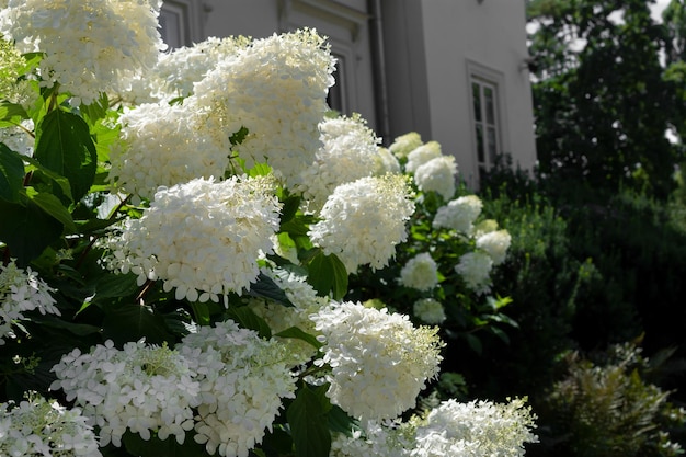 흰색 꽃 피는 식물 Hydrangea paniculata 팬텀 꽃잎