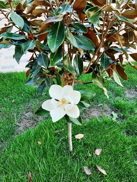 White flowering plants on field