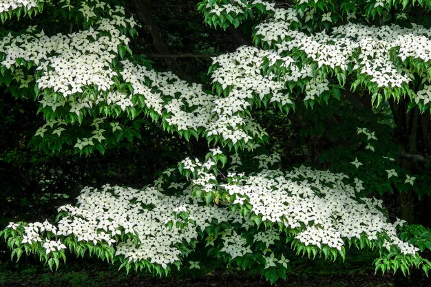 Photo white flowering plants in garden