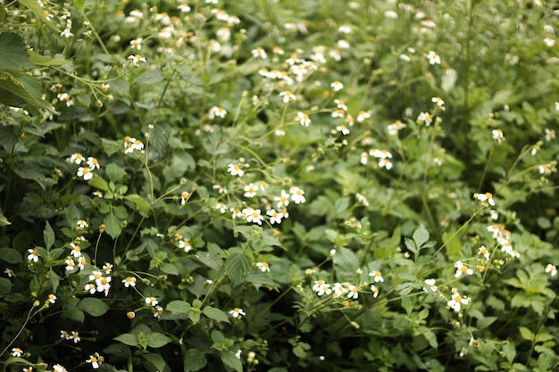 White flowering plants in garden