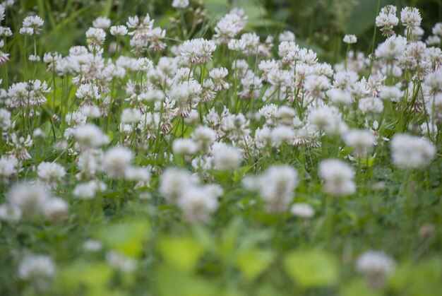 White flowering plants growing on field