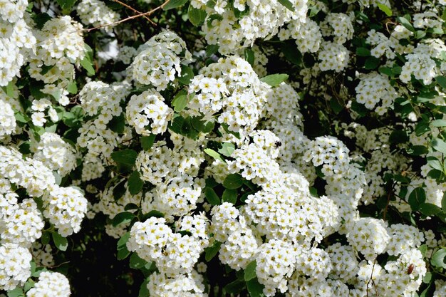 Photo white flowering plants growing in park