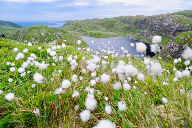 写真 空を背景に野原で白い花をかせる植物