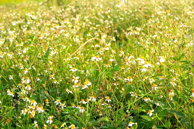 写真 畑の白い花の植物